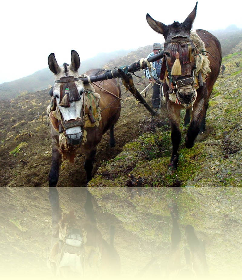 Arando en La Alpujarra